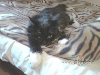 NAKTSKA�I
Nakt� visi ka�i melni, ar� baltie, j�,Nakt� apk�rt siro ...