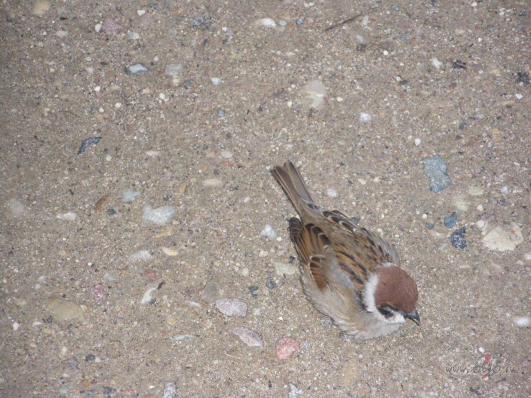 Net�r� savu laiku cilv�kam, kur� nev�las to pavad�t kop� ar ...