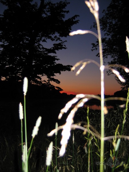 Prieka putns ir bikls rad�jums, ne jau katr� d�rz� tas vij ...