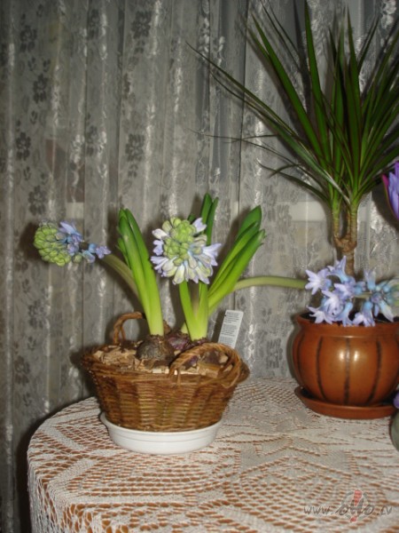 Darbned��ai beidzot gals, ur�aaaaaaaaa !!!!
Esmu no��musies pa ...