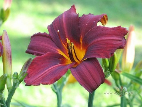 Varb�t k�dam liksies neticami,bet m�su maz� zem�te ar� ir br�numiem ...