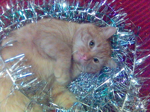 Jau spo�i sp�d Ziemassv�tku egl�tes,j�saka- lai miers virs zemes un ...