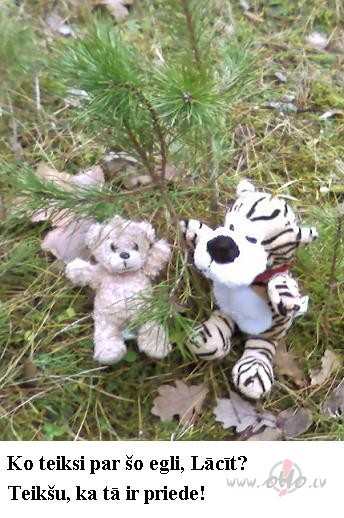 Katram j�mekl� sava egle...iz��muma gad�jum� priede:))