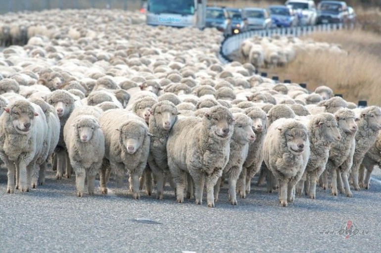 Nu tad ar labu nakti!!!!saks skaitit lidz 100....viens,divi....:)