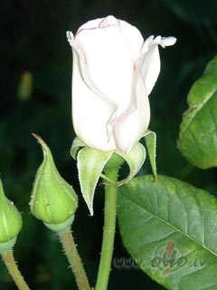 �odien san�mu rakstu par sievieti.V�los ierakst�t da�as ...