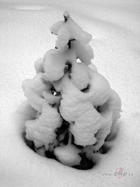 Notici kr�s�m,kas zied,Pasaule skaist�ka b�s,Notici baltajam ...