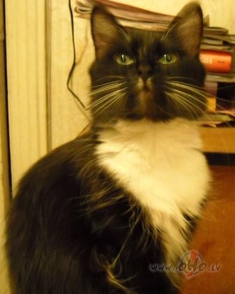 Give Me a Cat&nbsp;After Midnight:)))