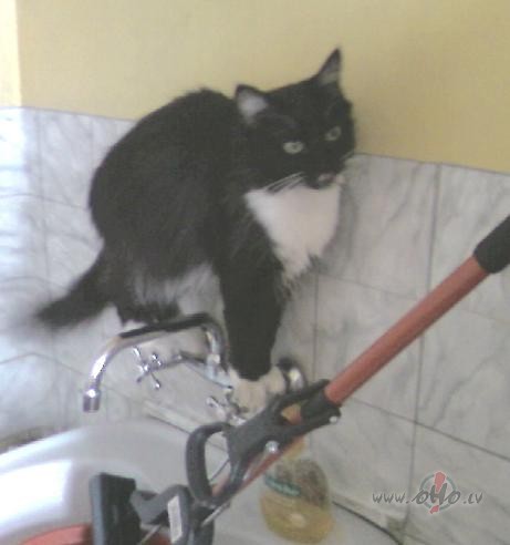 Da�a laba PLUKSA �it�d�gi izdar�s:)) Ko, vai man jauns kr�ns b�s ...