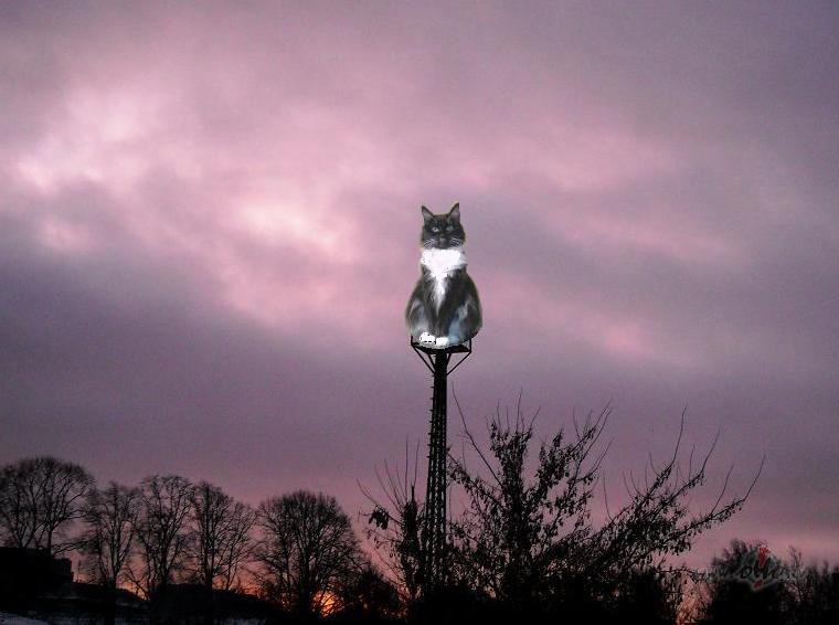 Tuvojas Jaunais gads. V�rot�ja jau v�ro, cik tuvu pietuvojies:))