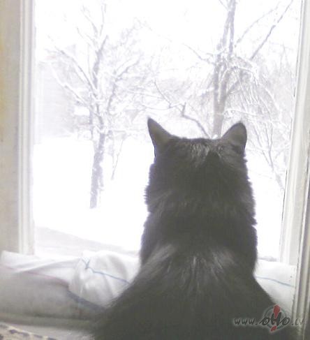 J�gaida tas jaunais gads...saimniece teica, ka dr�z jau b�s...