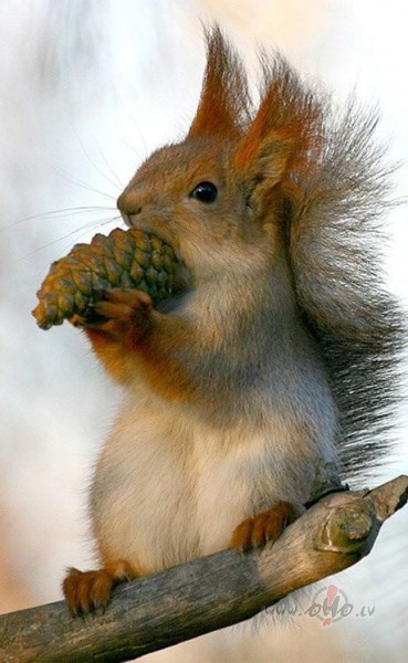 &nbsp;Pagaid�m liksim mieru tam V�rsim, v�l vi�a �stais darb�bas ...