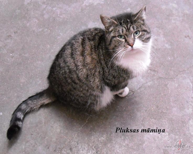 Pluksas m�te. Ziemas ka�ok�.