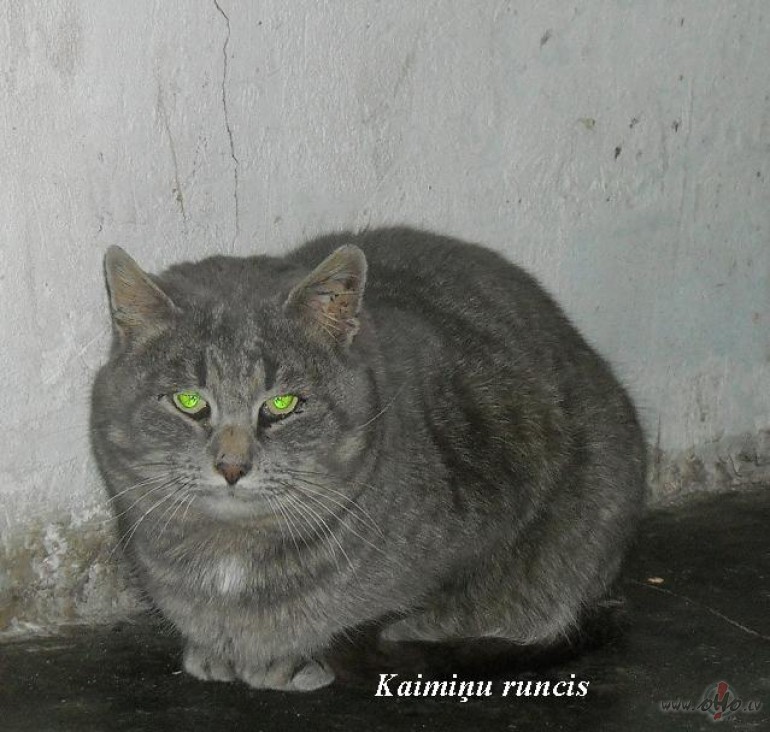 Pluksas m�tes draugs. Kaimi�u runcis.