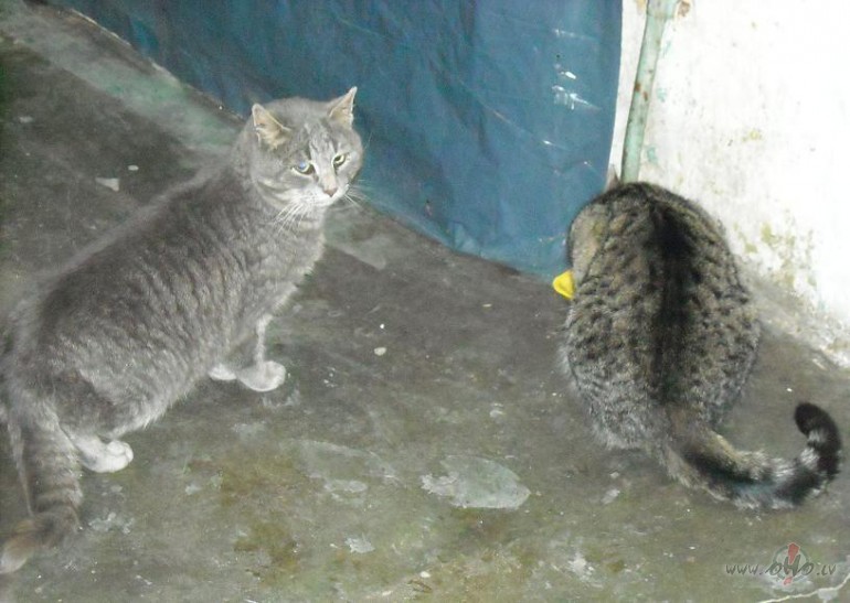 Vi�� nen�k uzreiz �st, kad ieb�rta bar�ba. Joproj�m ir tram�gs. ...