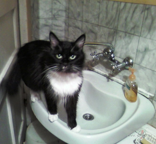 VESEL�GA DZEJAZ�les, t�jas, pilieni,Termofori, pl�ksteri,Tabletes un ...