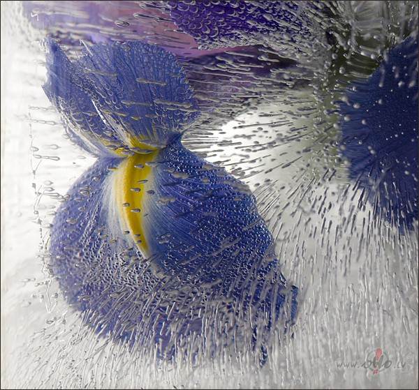 Sniegp�rslu baltum�Pasaule tinas,Lai nav tai aukstiUn nesald� ...