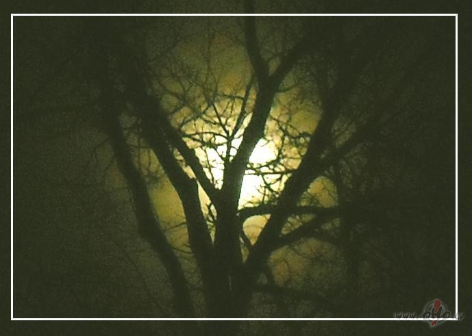 M�ness caur kokiem...