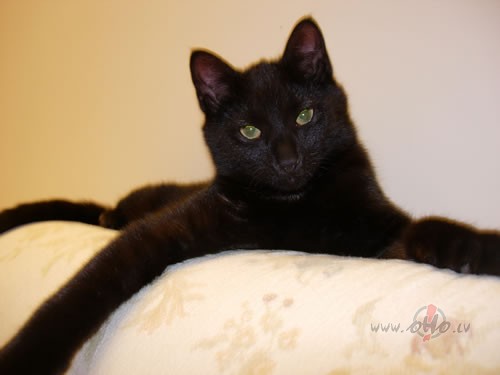 Labr�t otrdien�!:)
Veiksmi �odien visiem un smaidu!
Melns ka�is nes ...