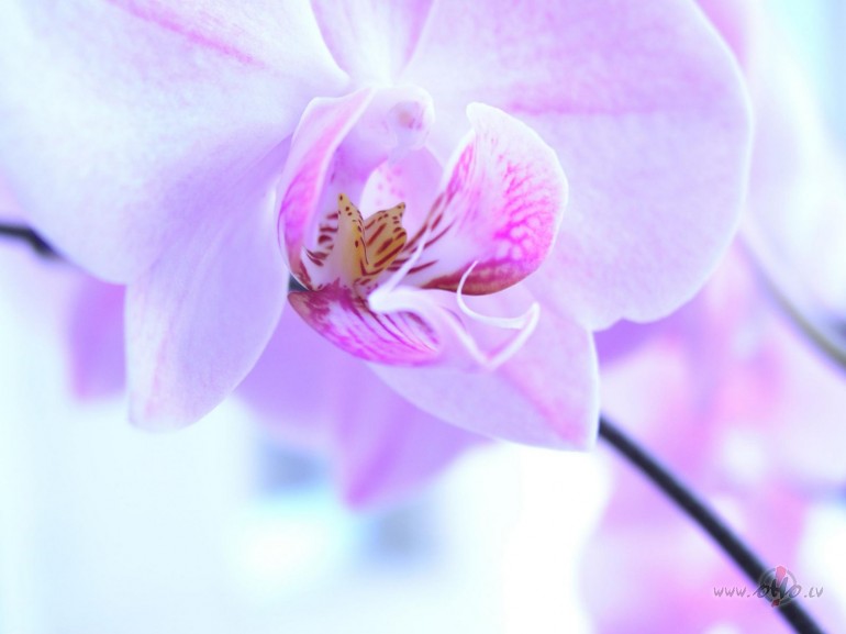 No sveces liesmas siltums pl�st,
No sirds silts starojums
No saules ...