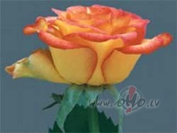 &nbsp;Cilv�kam ir tr�s jaun�bas: miesas jaun�ba, sirds jaun�ba un ...