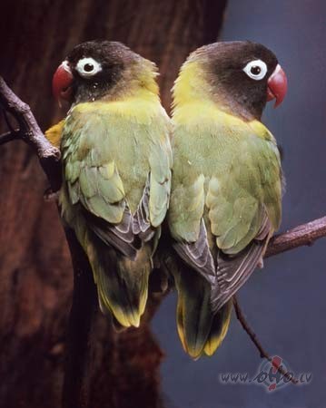 Atkal atkusnis, lauki vis apk�rt raibi, k� melnbalti su�i! Raiba ar� ...