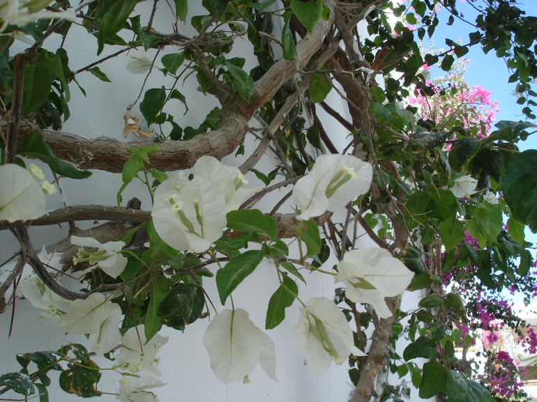 Prieka pu�e ir trausls st�ds,&nbsp; ta�u ne jau katras dv�seles zem� ...