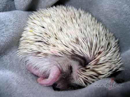 Nekur nav j�iet,viss tepat,gan gulta gaida,vakars v�ls,gan ...