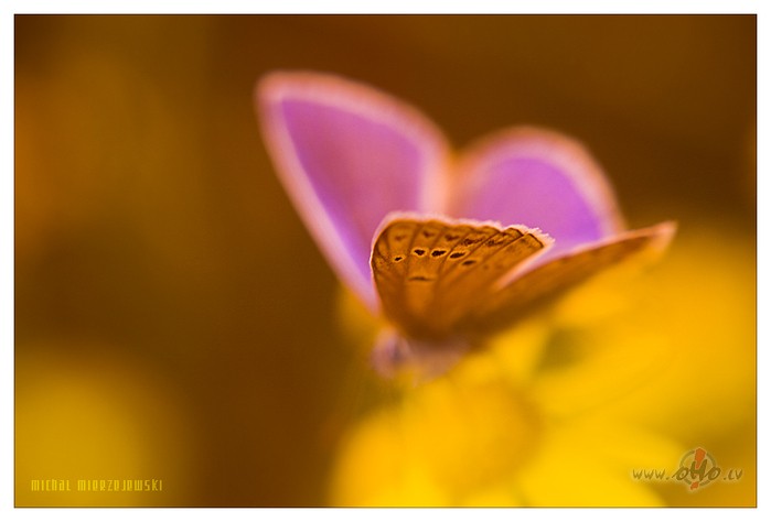 Skaties,Tev uz vaidzi�amaza,maza bu�i�a,maigi gar�m vaigam ...