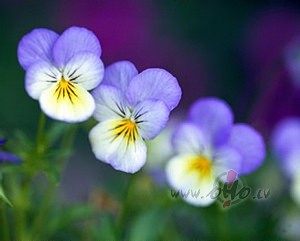 V�los uzrun�t m�su likte�dievieti- Laimu!
&nbsp;Laim�t, balt�, ...