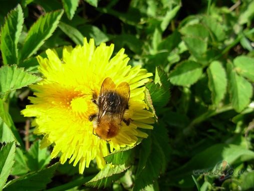 &nbsp; Saul�t, sp�di jel sp�di, esi d�sna, kaus� �tr� led�jus,lai ...