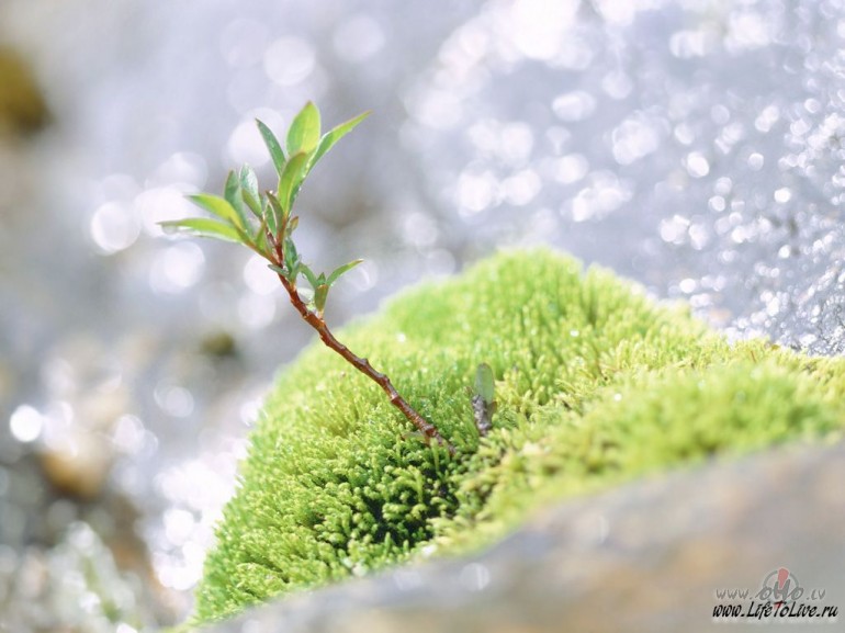 Kaut kas no manis v�l Tev tiks,Un p�ri nekas nepaliksVien ziedo�s ...