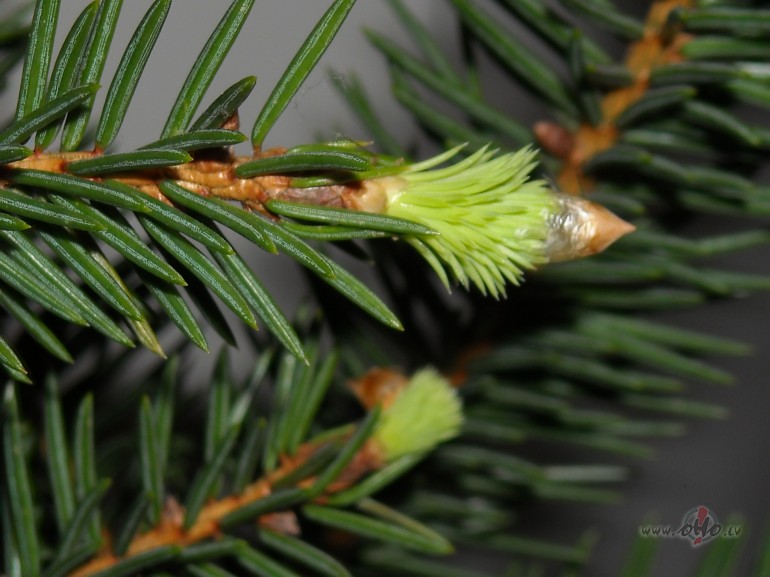 KAD M�LEST�BA ATN�K