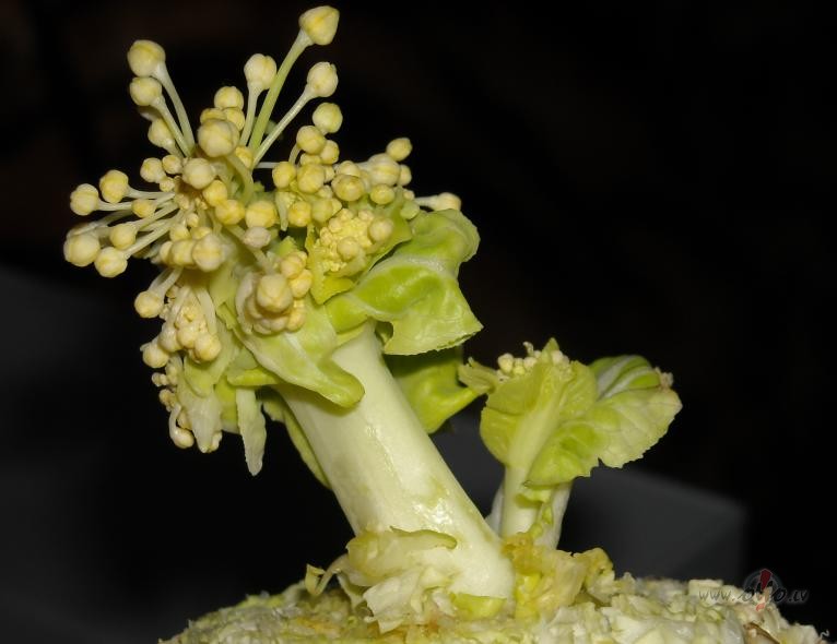 ��nas k�posta jaun� paaudze