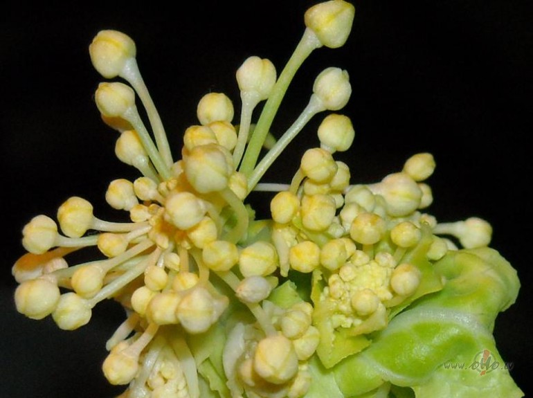 k�posta jaunie ziedi:)))