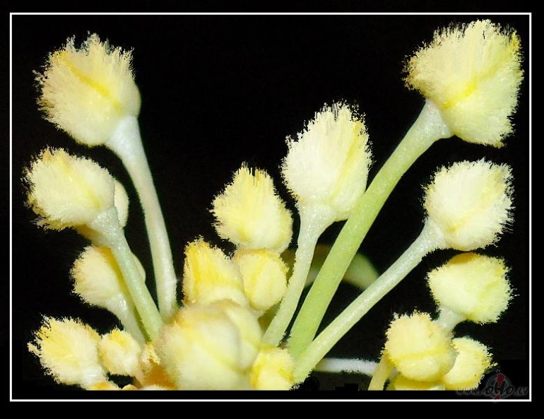 vari�cija par ��nas k�posta jauno ziedu t�mu