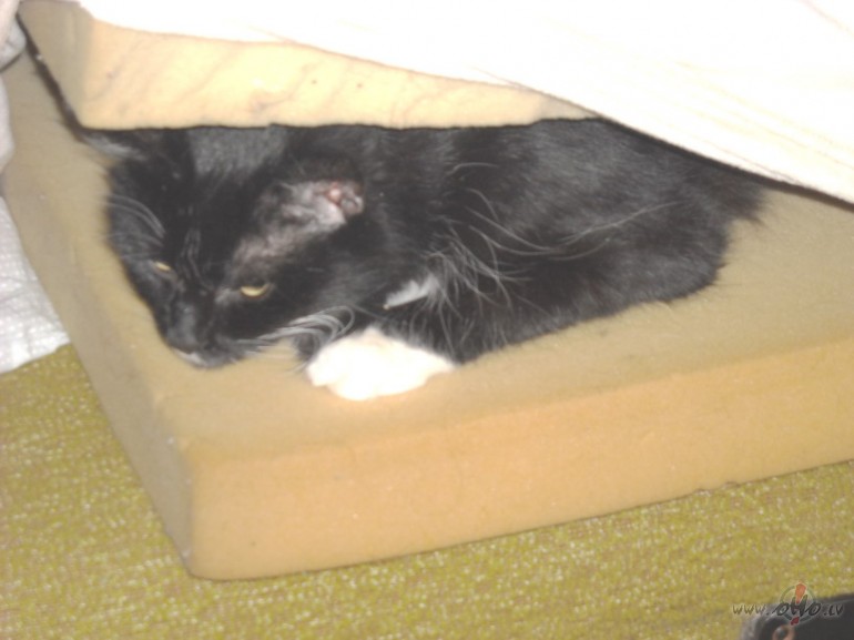 Pluksa atrada sev migu