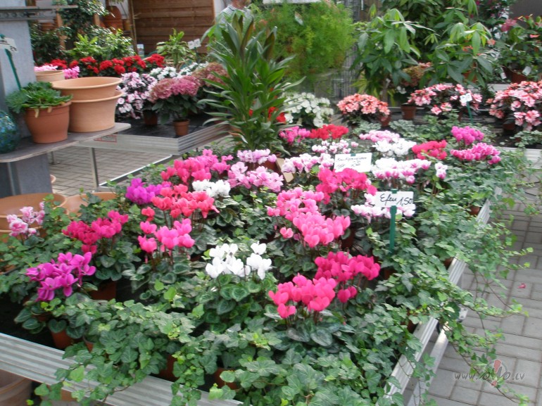 .......tom�r....... es r�t ceru ieraudz�t uzplauku�u ceri�zaru .......