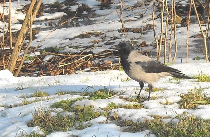 Viena t�da v�rna