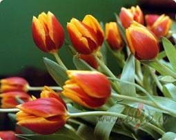 &nbsp; Ak, sieviete, cik stipra tu esi! Tev j�b�t maigai, m��ai, ...