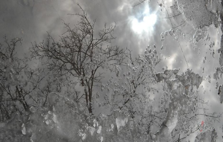 Saule un koki �den�