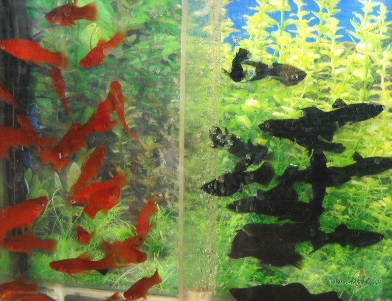 Sarkanais un melnais