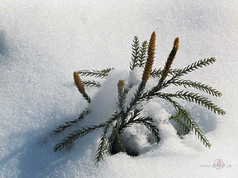 Uz kuru pusi paraugies,It visur sniegs v�l zemi kl�jUn strauts v�l ...