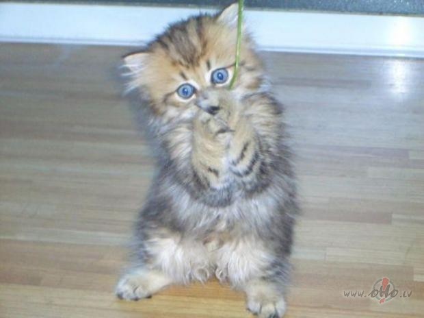 &nbsp;Ko saka da�i dz�vnieki&nbsp; par m�su dz�vi... Skrien za��tis ...