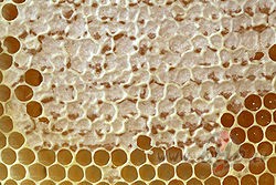 Vai v�rie�us nevar piel�dzin�t medum ....
vispirms tu c�nies ar ...