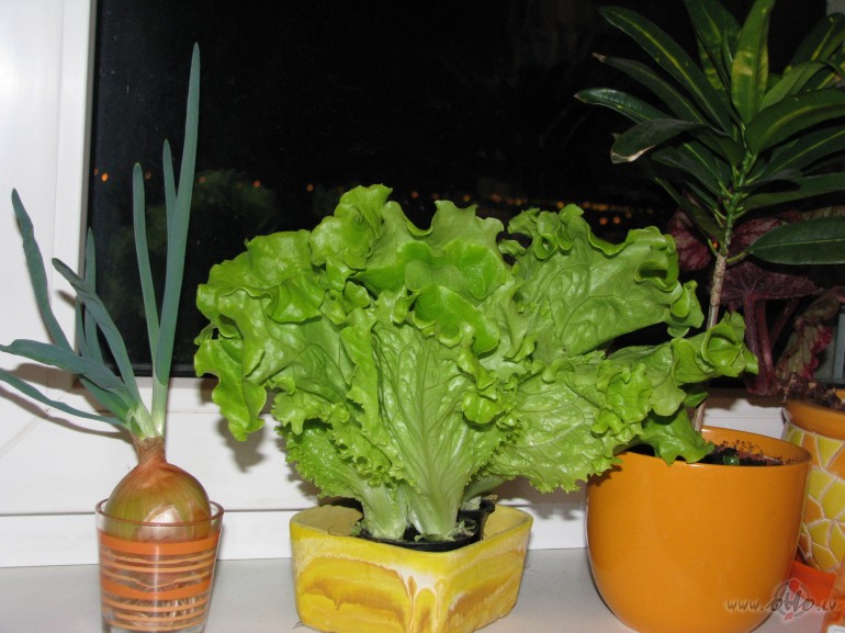 pavasaris vismaz uz palodzes :)