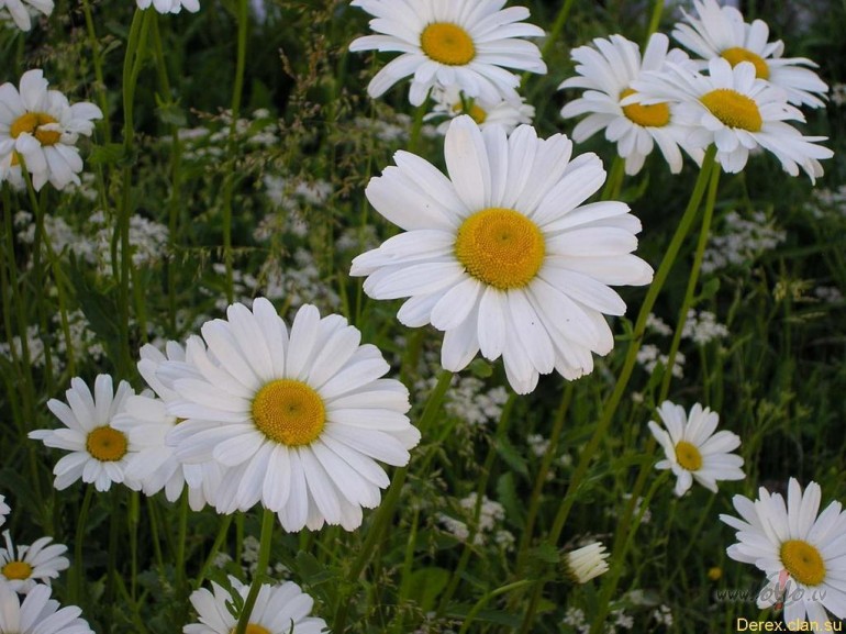 Es neb��u tik �tri vis,Es ie�u pavasarim pret�,Ar sniegp�rsli�u deju ...