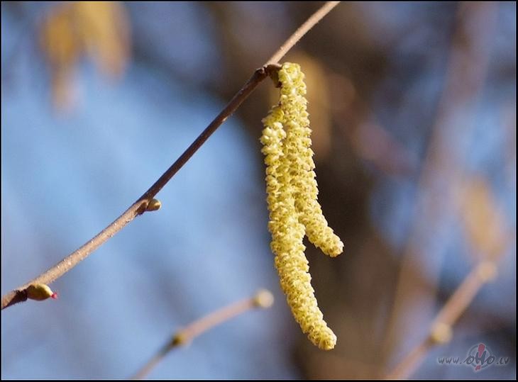 Lazdas ziedun laiks k� apst�jies ir,k�ds klus�s,k�ds kaut ko teiksun ...