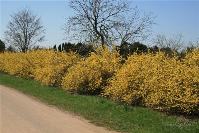 NU jau dr�z....
&nbsp;pumpuru spr�dzieni b�s dzirdami ...