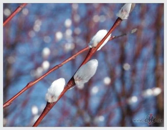 Labr�t!:) Sveiciens visiem p�polsv�tdien�! Lai mums ...