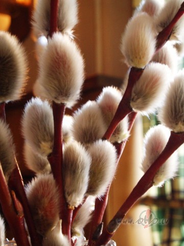 &nbsp; Paveries debes�s, ieklausies v�j� ,j�ti, k� mostas pu�es un ...